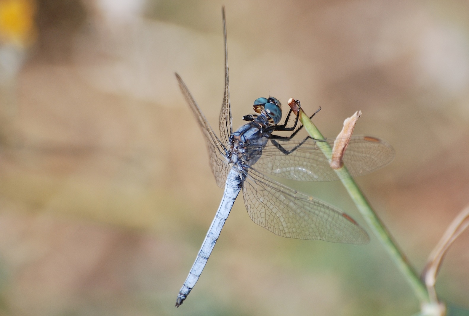 Orthetrum coerulescens?